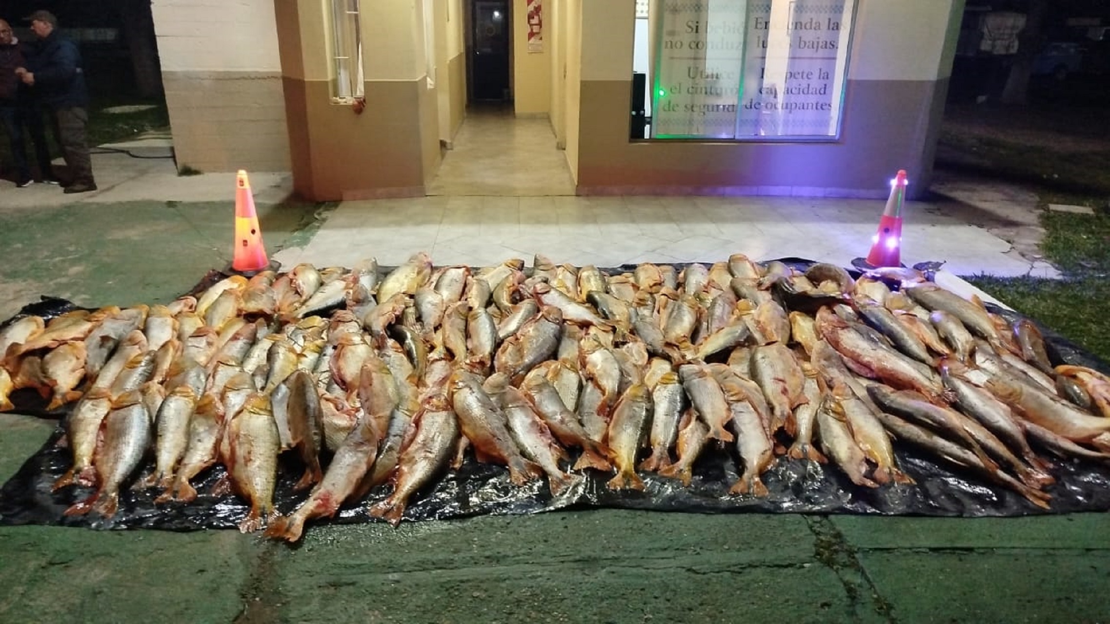 Decomisaron mil kilos de dorado transportados de manera ilegal